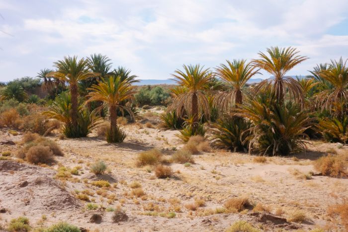 Dunes & oases ride