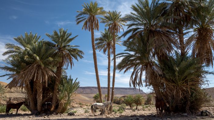 Dunes & oases ride