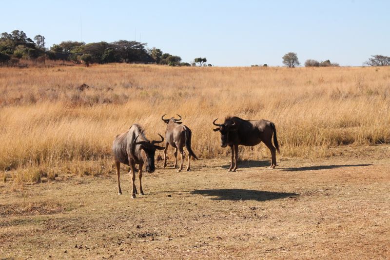 Adventure lodge in the Khomas Highlands
