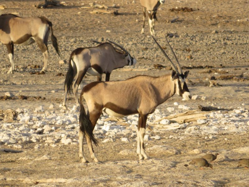 Adventure lodge in the Khomas Highlands