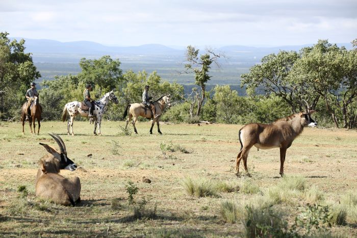 Waterberg Big Five Safari