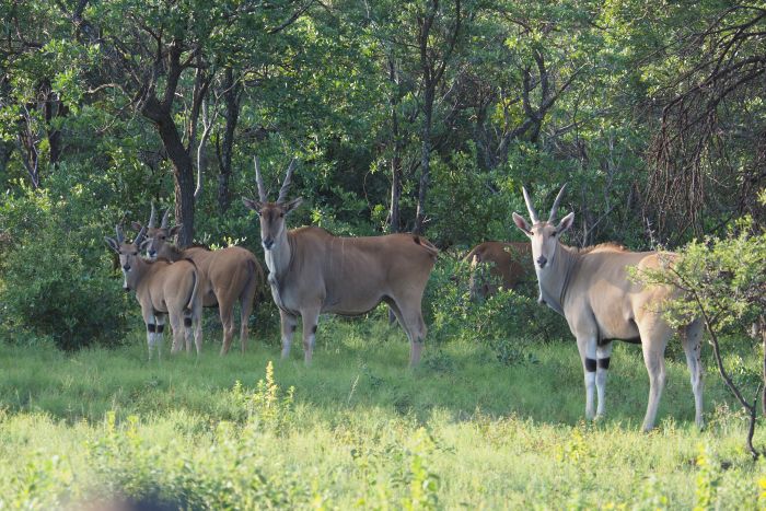 Waterberg Big Five Safari