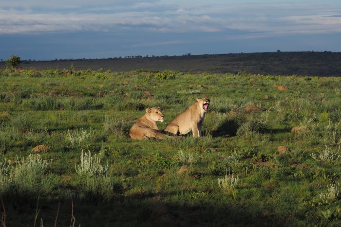 Waterberg Big Five Safari
