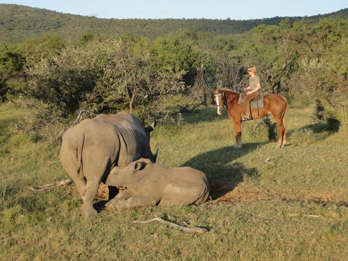 Waterberg Big Five Safari