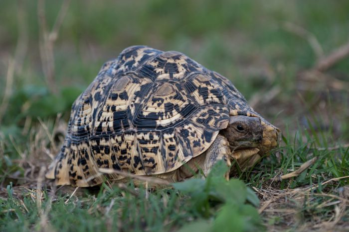 Waterberg Big Five Safari