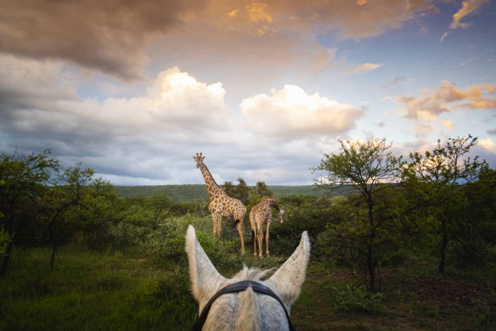 Waterberg Big Five Safari
