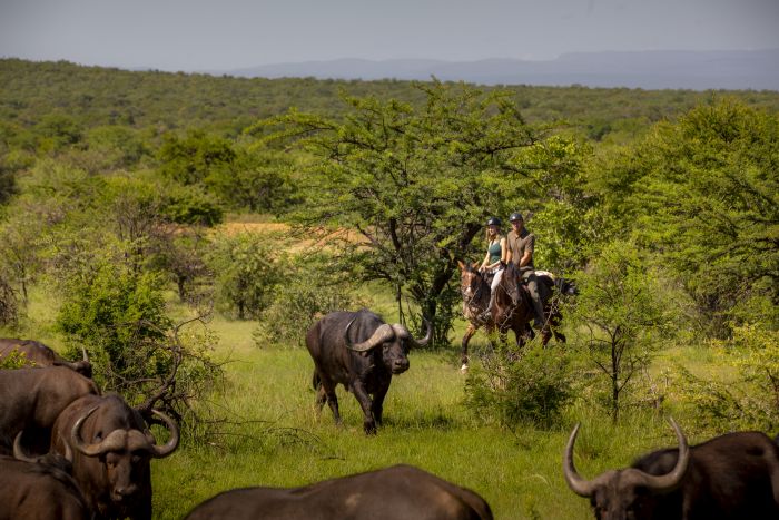 Waterberg Big Five Safari