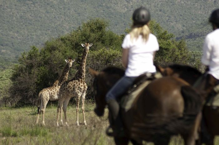 Lodge to Lodge Safari