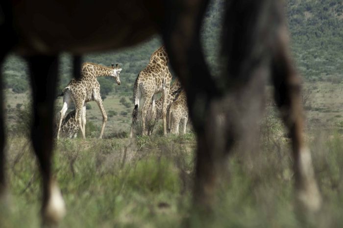 Lodge to Lodge Safari
