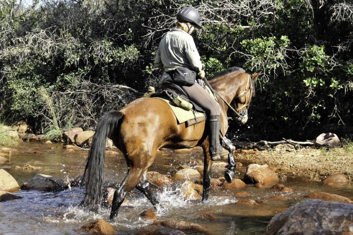 Lodge to Lodge Safari