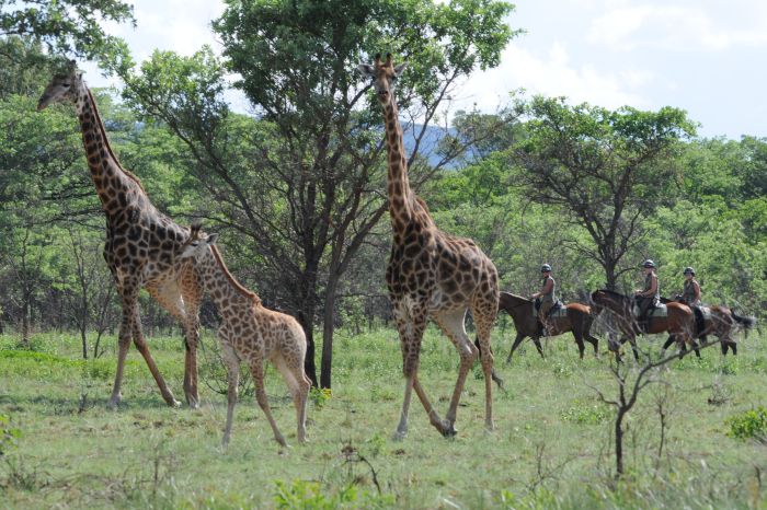 Lodge to Lodge Safari