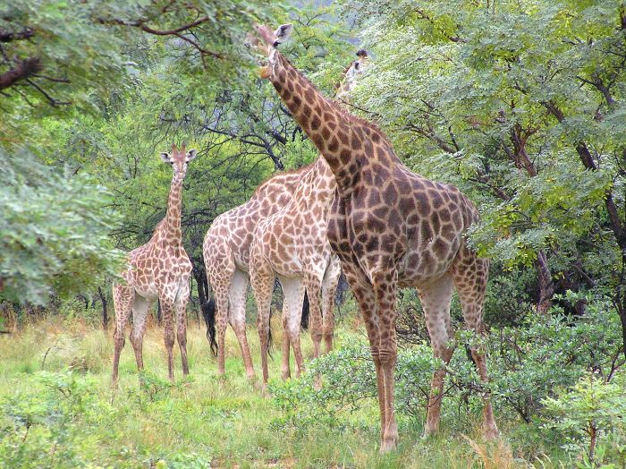 Lodge to Lodge Safari