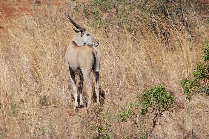 Lodge to Lodge Safari