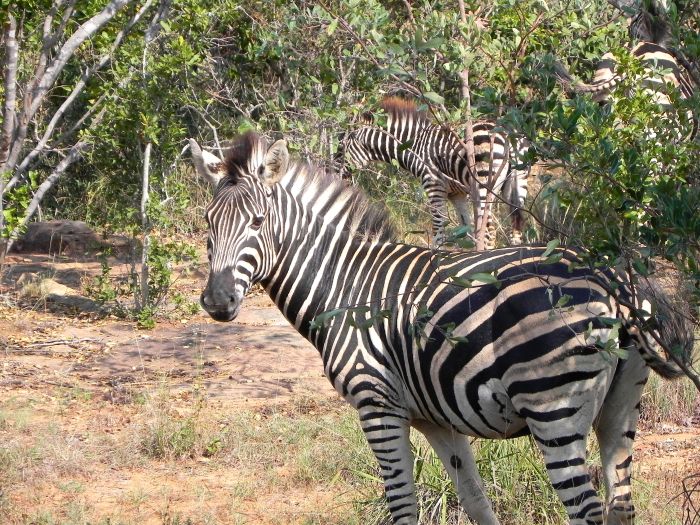 Lodge to Lodge Safari