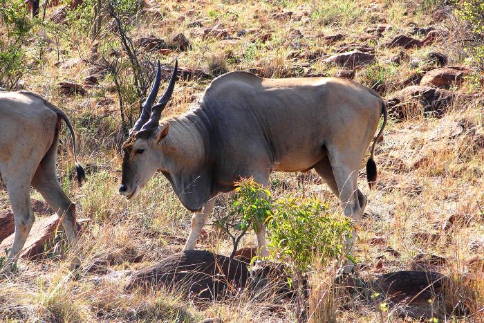 Lodge to Lodge Safari