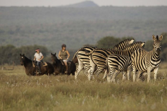Lodge to Lodge Safari