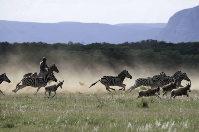 Lodge to Lodge Safari