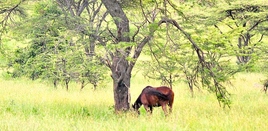 Laikipia Safari Ride