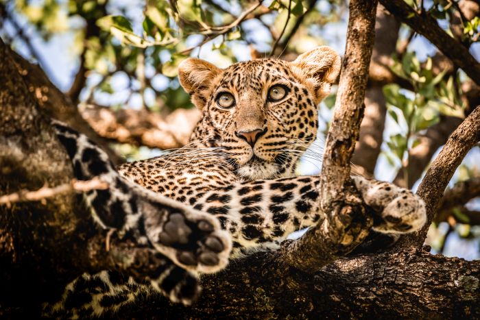 Laikipia Safari Ride