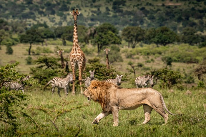 Laikipia Safari Ride