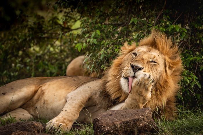 Laikipia Safari Ride