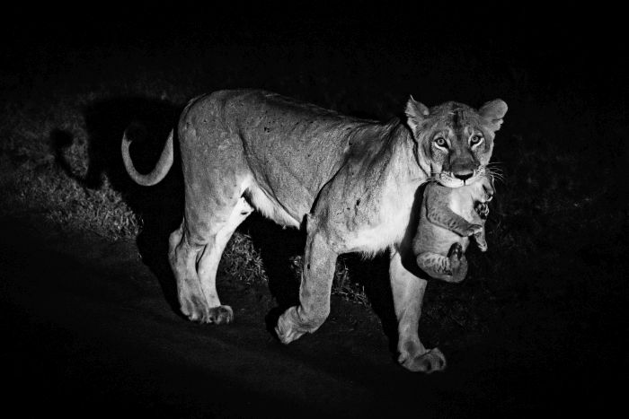 Laikipia Safari Ride