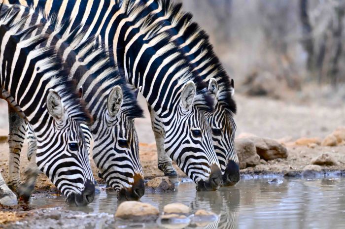 Zimbabwe Riding Safaris