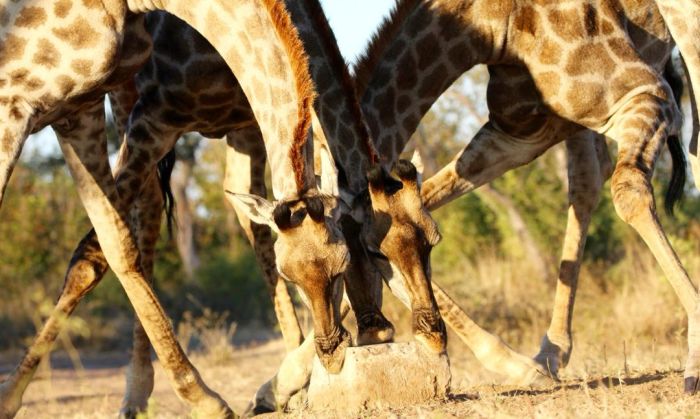 Zimbabwe Riding Safaris
