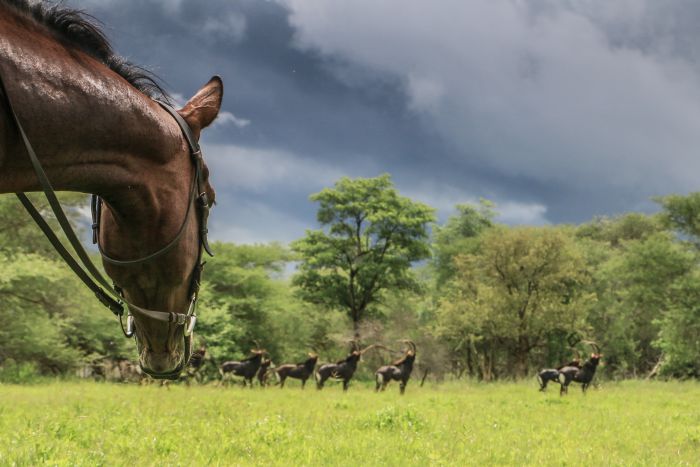 Zimbabwe Riding Safaris