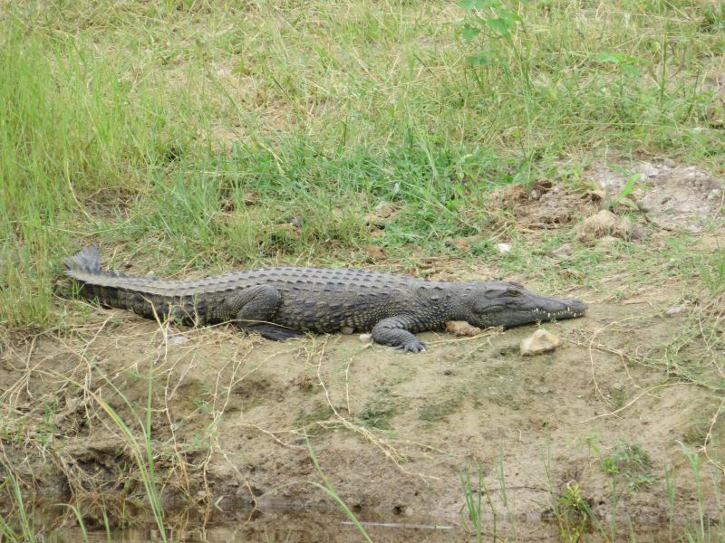 Zambezi Big Game Safari