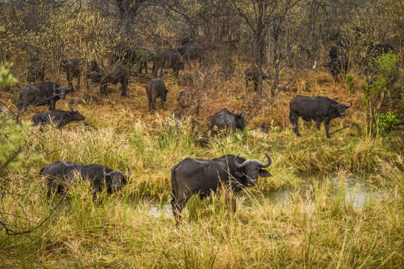 Zambezi Big Game Safari