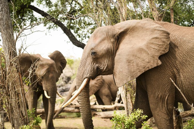 Zambezi Big Game Safari