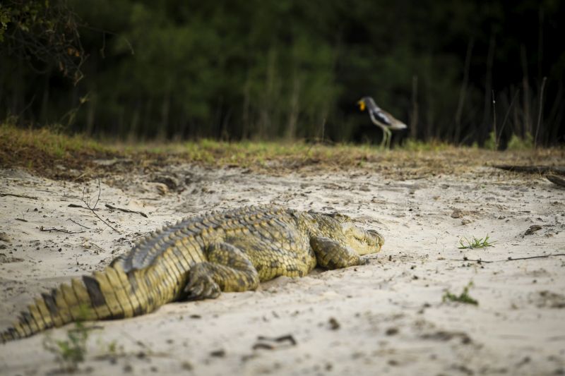 Zambezi Big Game Safari