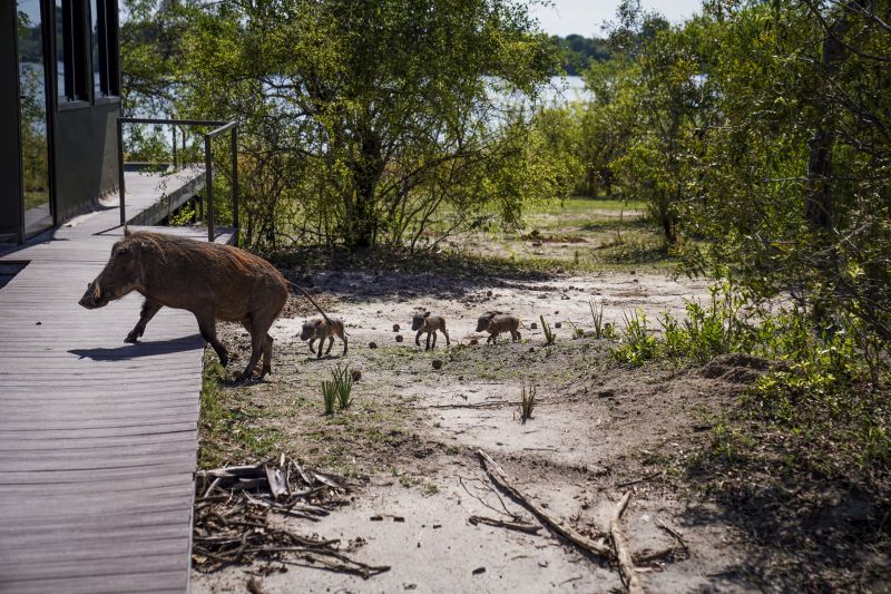 Zambezi Big Game Safari
