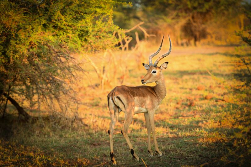 Zambezi Big Game Safari