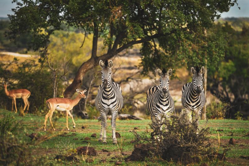 Zambezi Big Game Safari