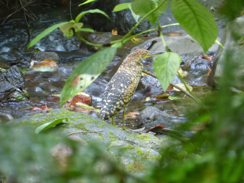 Jungle & Pacific Adventure
