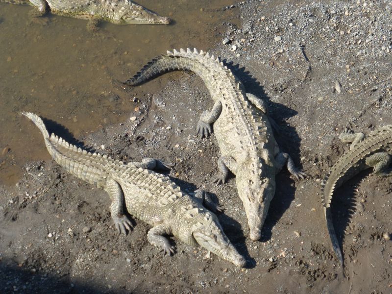 Costa Rica Odyssey Ride