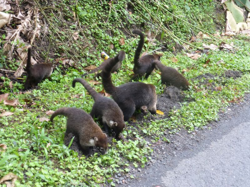 Costa Rica Odyssey Ride