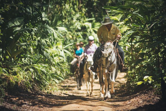 Carara Rainforest & Coastal Trail