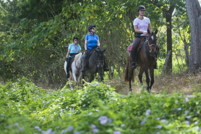 Carara Rainforest & Coastal Trail