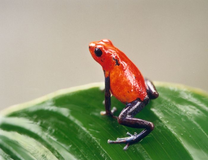 From Coast to Coast in Costa Rica