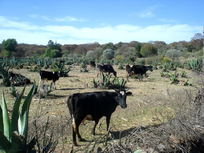 Historic Silver Route in the Central Highlands