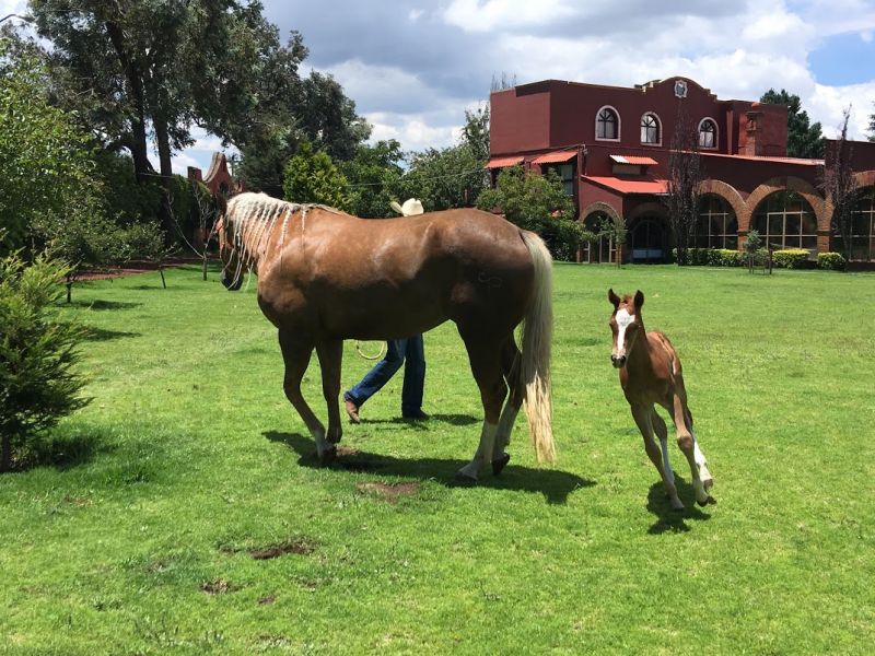 Ajusco Volcano and wilderness rides