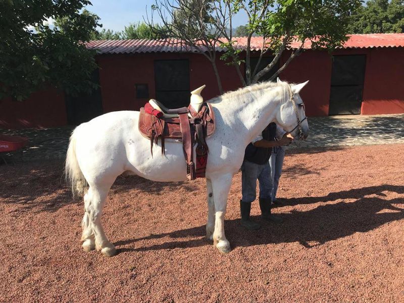 Ajusco Volcano and wilderness rides