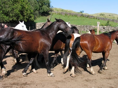 Estancia stay in Sierra Chicas