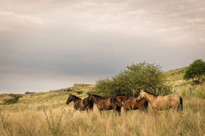 Estancia stay in Sierra Chicas