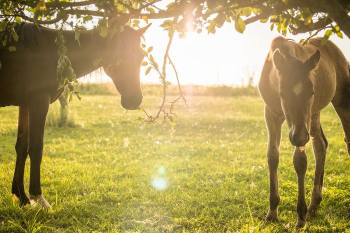 Estancia stay in Sierra Chicas