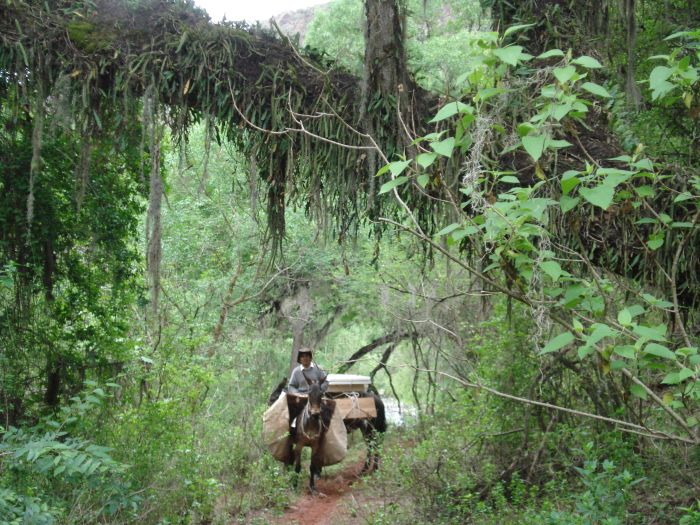 Inca Trail and Cattle Drive near Salta