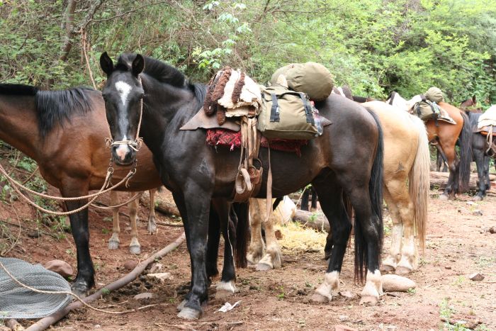 Inca Trail and Cattle Drive near Salta